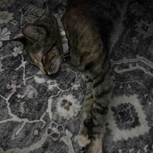 Meet your Posher, Bryce